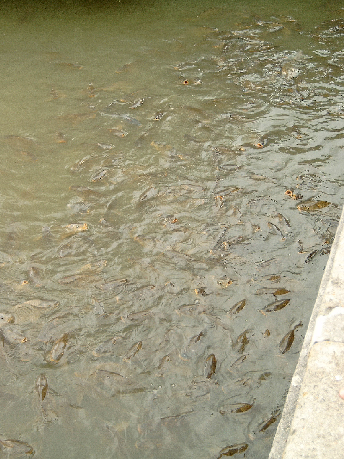 Versailles 12