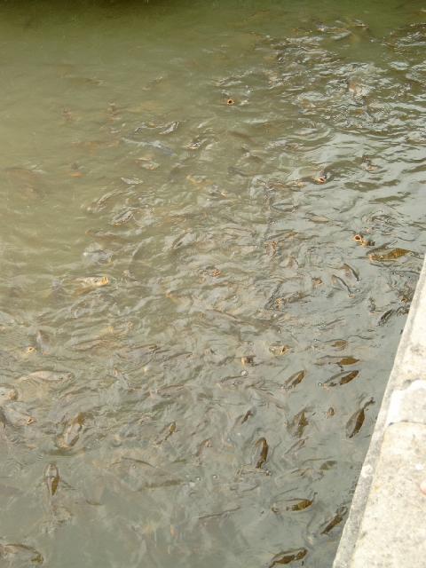 Versailles 12